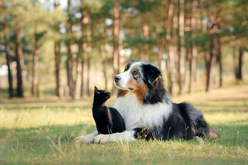 Australian Shepherd with black cat
