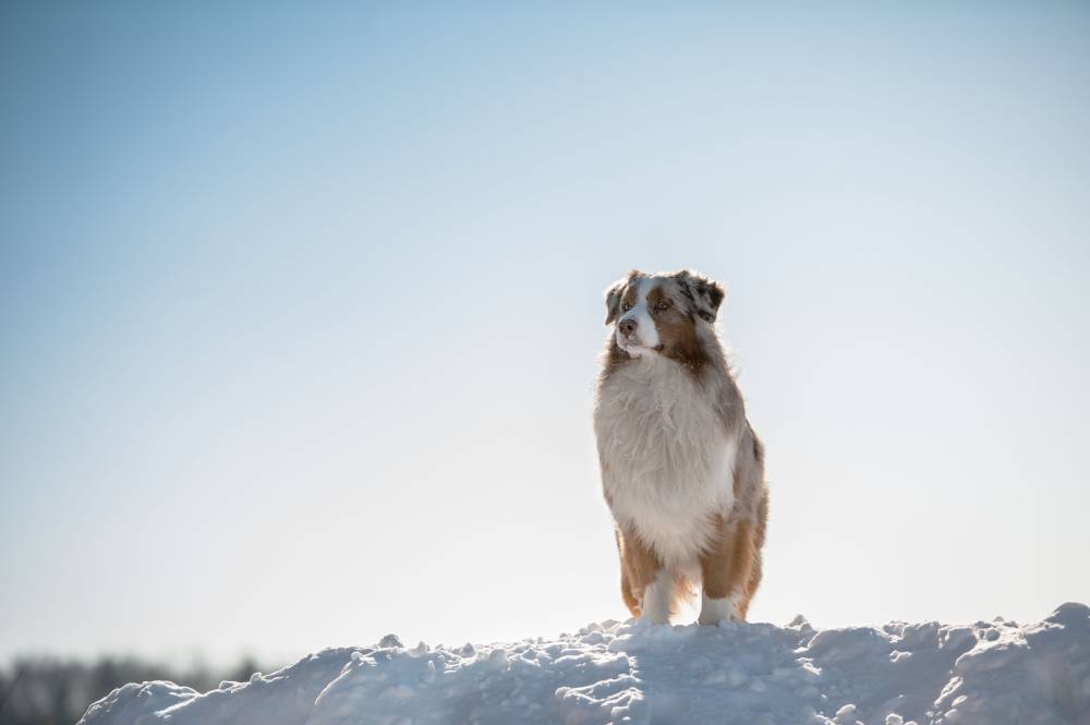 Australian Shepherds snow