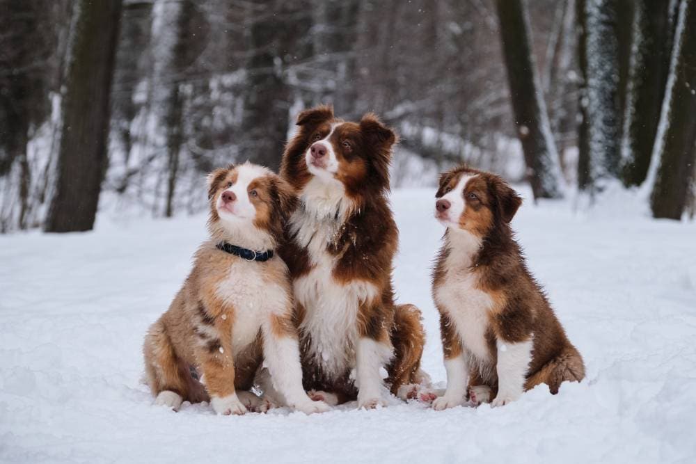 Australian Shepherds snow