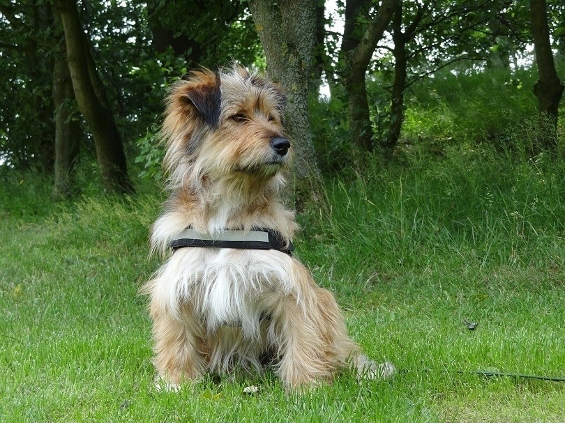 Australian Terrier