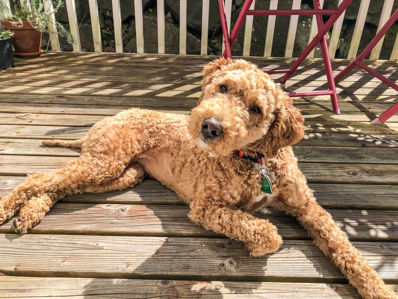 Australian labradoodle lying on the deck
