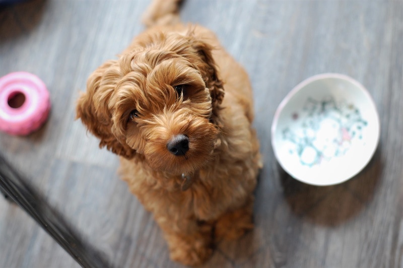 Australian labradoodle witha abowl of treats