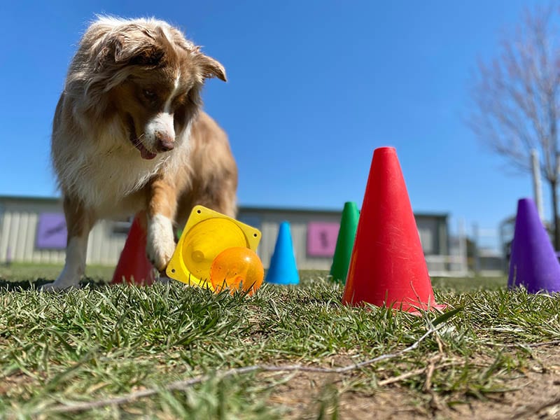 Australian shepherd dog playing memory brain game outside in the grass