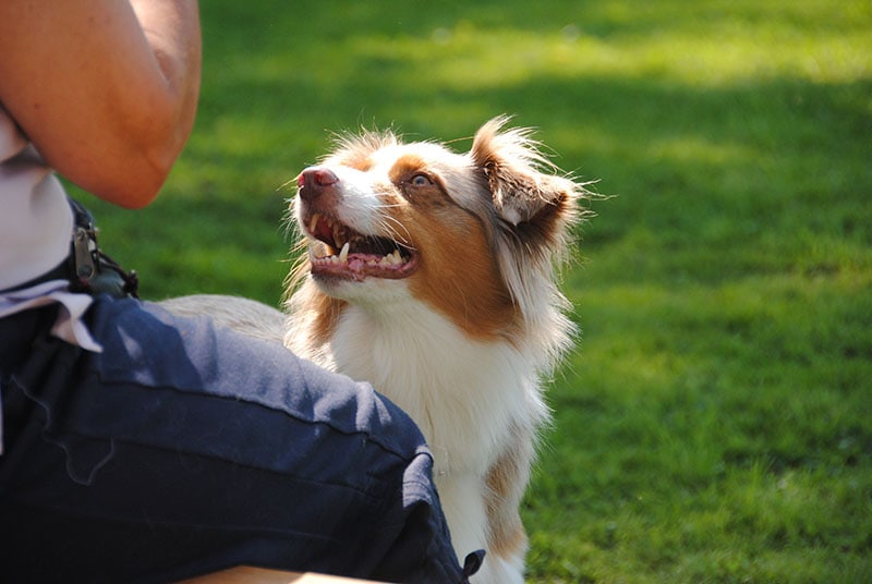 Australian shepherd with Owner