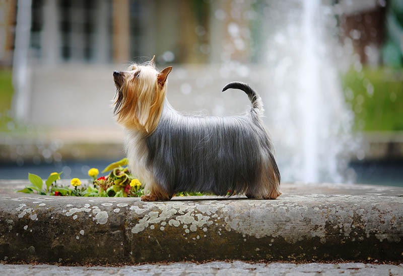 Australian silky terrier