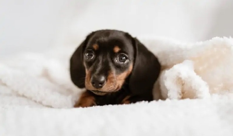 Austrian Black and Tan Hound_Shutterstock_Wirestock Images