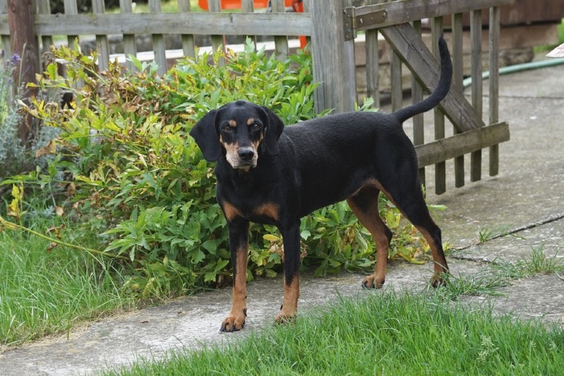 Austrian Black and Tan hound