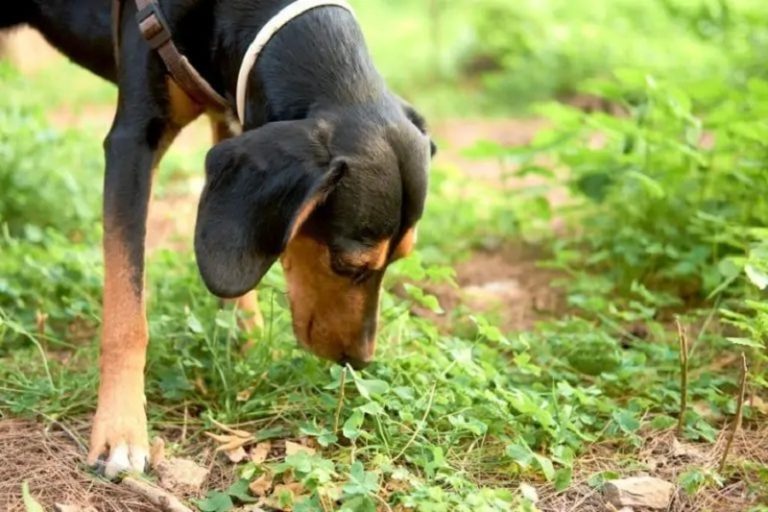 Why Do Dogs Eat Cat Poop? 5 Common VetReviewed Reasons Dogster