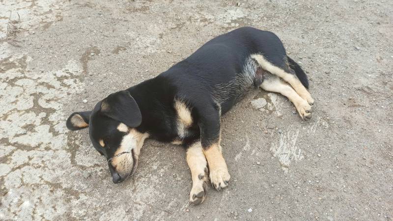 Austrian black and tan hound puppy