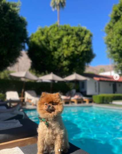 Avalon Hotel & Bungalows Palm Springs