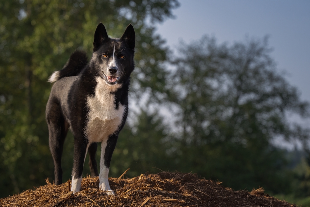 BLACK AND WHITE KARELIAN BEAR DOG