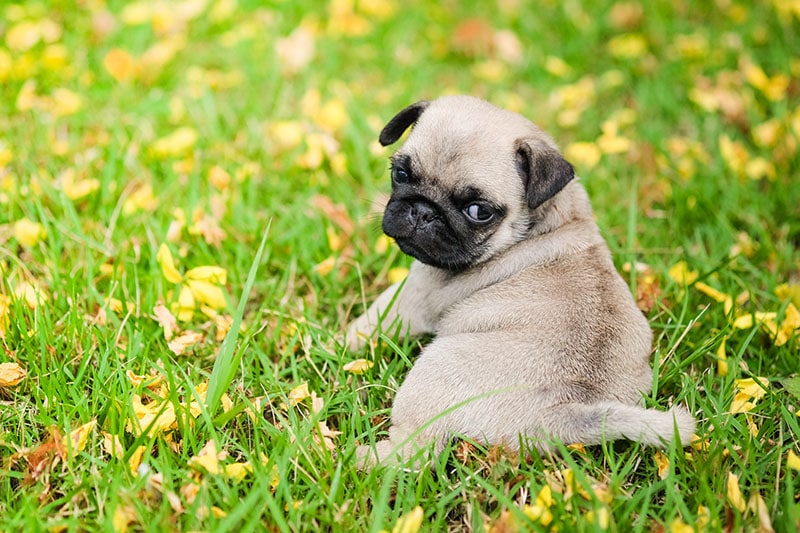 Baby-pug-dog-playing-on-grass-and-yellow-flower_
