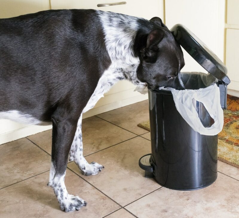 Dog with head in trash can