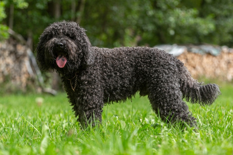 Barbet dog standing on grass