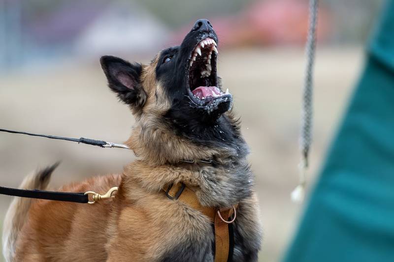 Barking long-haired belgian malinois shepherd dog