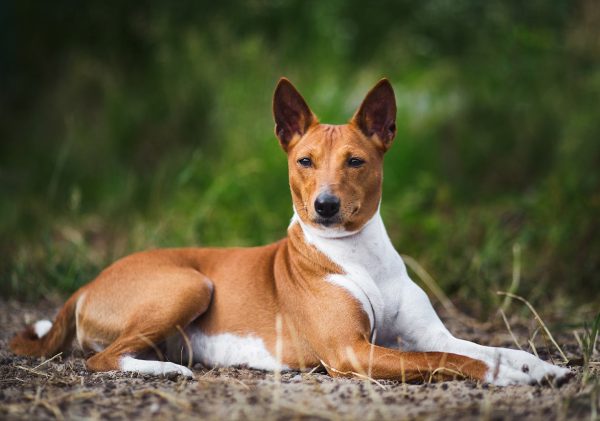Basenji in the forest