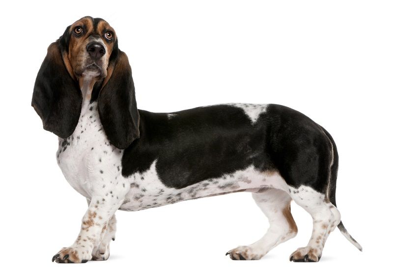 Basset Artesien Normand_Shutterstock_Eric Isselee