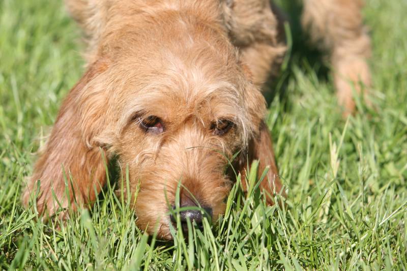 Basset Fauve de Bretagne dog