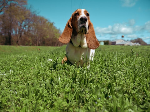 Basset Hound