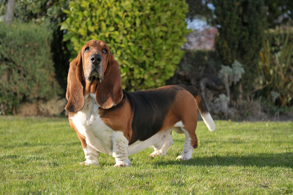 Basset Hound dog standing on grass