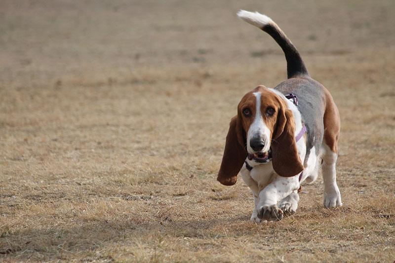 Basset Hound walking on grass