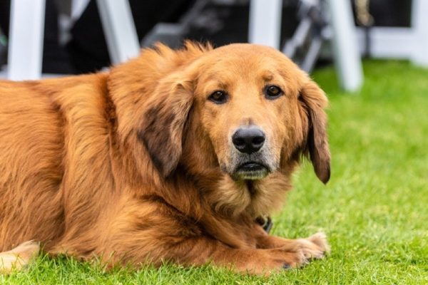 Basset Retriever resting on park grass