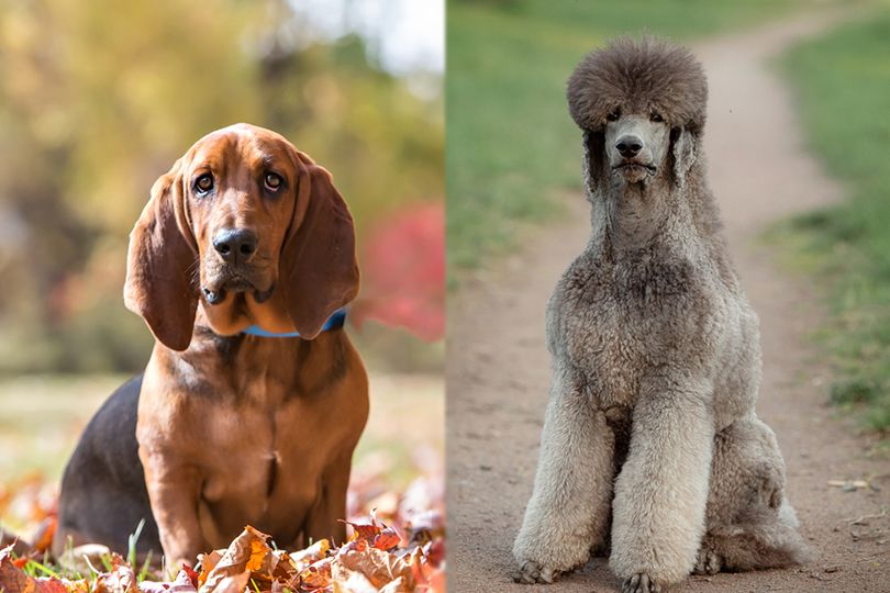 Bassetoodle (Basset Hound & Poodle Mix) Pictures, Guide, Info & Care