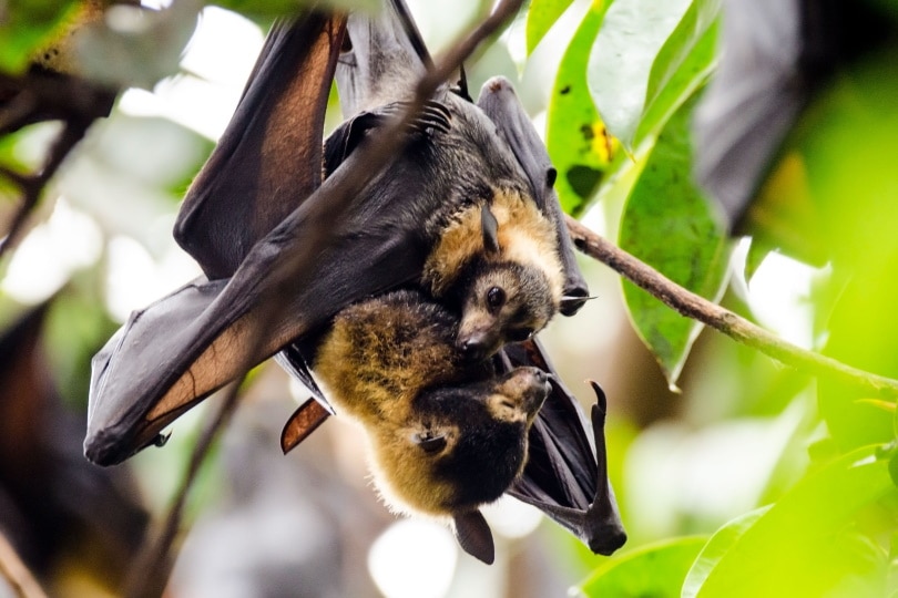 Bat hanging from a tree