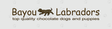 Bayou Labradors