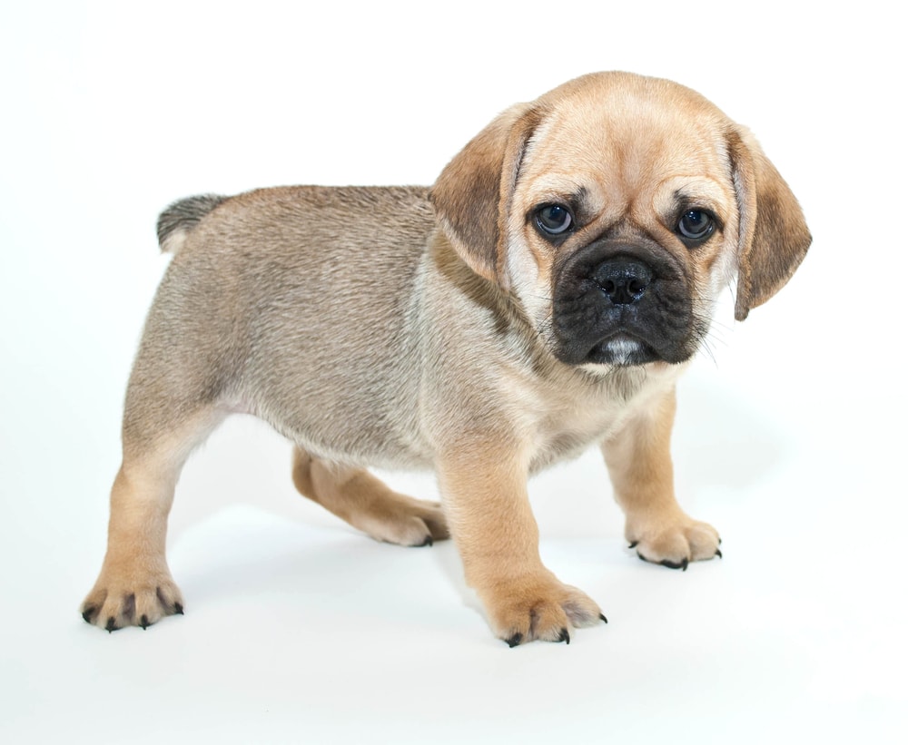 Beabull Puppy