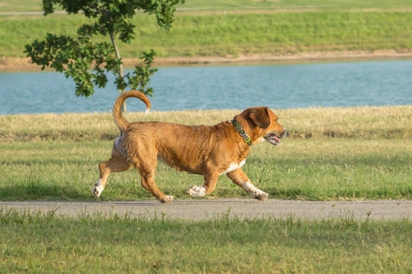 Beagi dog_Carolyn Vines_Shutterstock