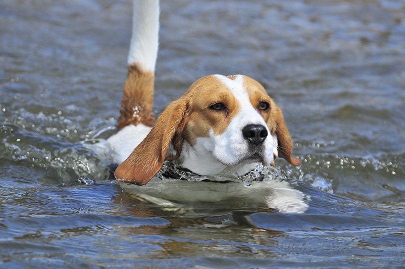 Beagle Swimming