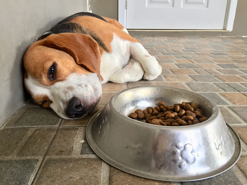 Beagle dog in pain