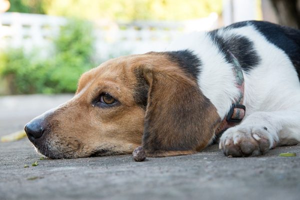 sad Beagle