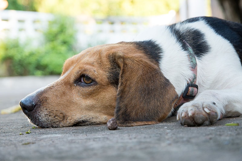 Beagle dog sad