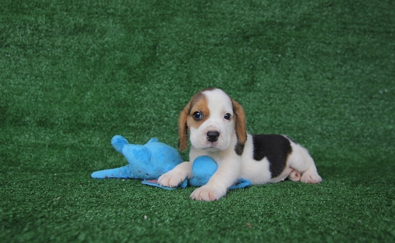 Beagle puppy 2 months old