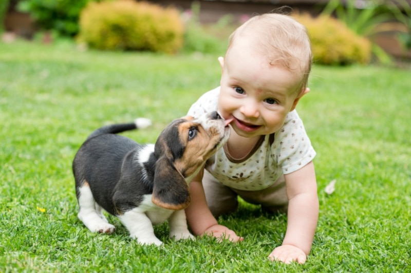 Beagle puppy and toddler playing in the grass