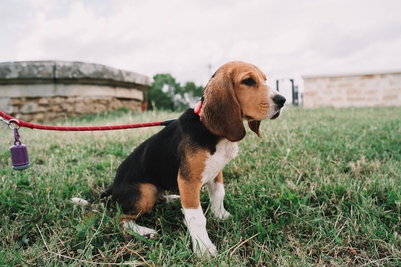 Beagle wearing a red leash standing on grass