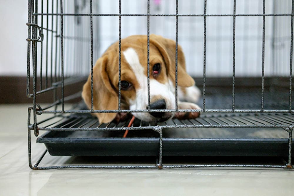 Beagle-with-cherry-eye_SERMSAK-RATTANAGOWIN_Shutterstock