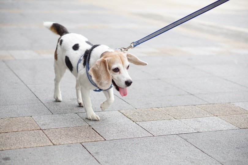 Beaglemation dog