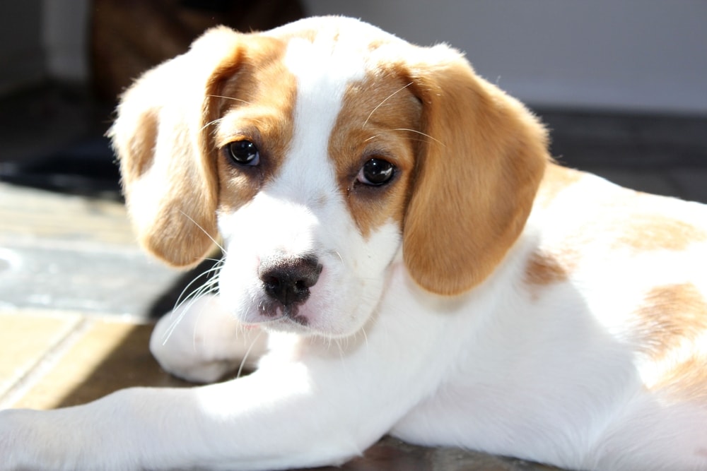 Beaglier puppy under the sun