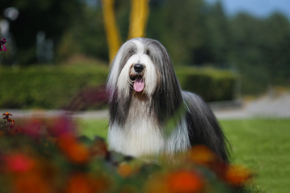 Bearded collie champion portrait dog