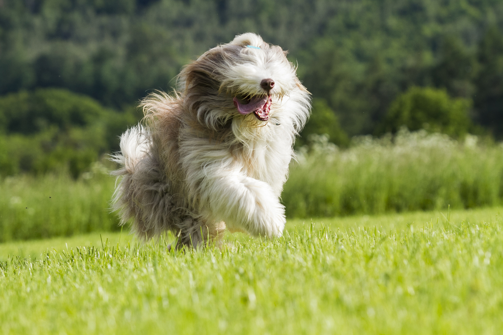 Bearded collie