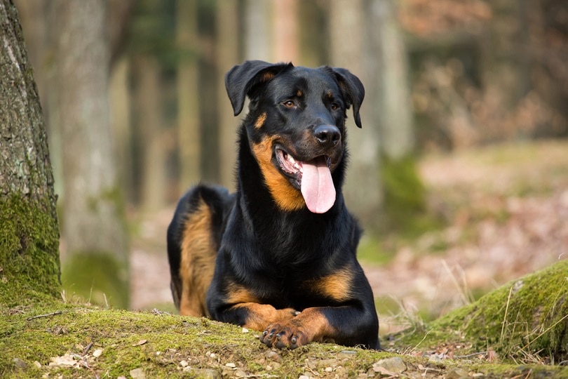 Beauceron-in-forest_Vera-Zinkova_shutterstock
