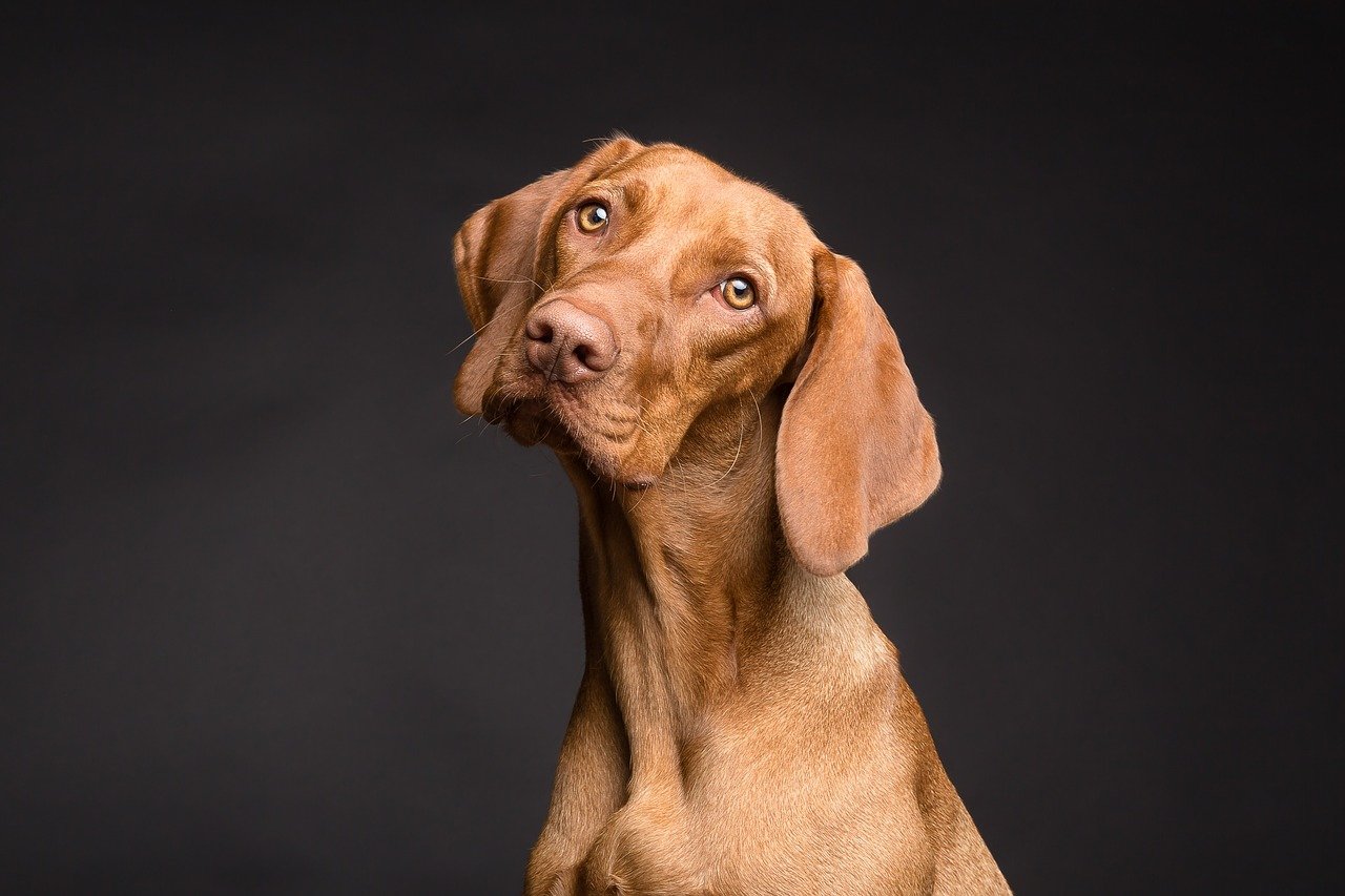 Beautiful Dog Eyes