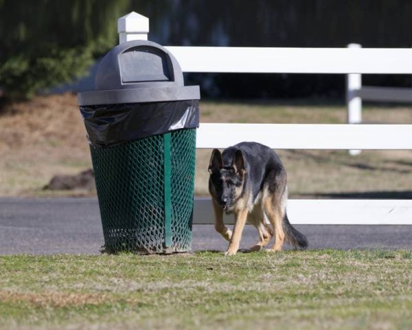Beautiful-German-Shepard-Dog-walking-around-an-old-Trash-Can