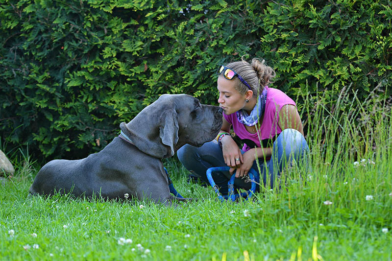Beautiful Great Dane outdoors in a meadow