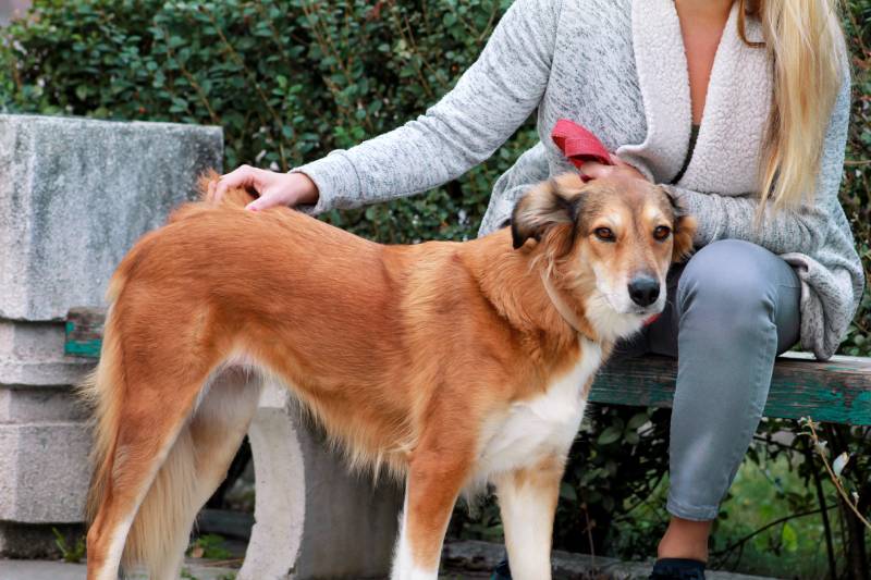 Beautiful girl with his Shetland sheepdog dog sitting and posing in front of camera on wooden bench at city park