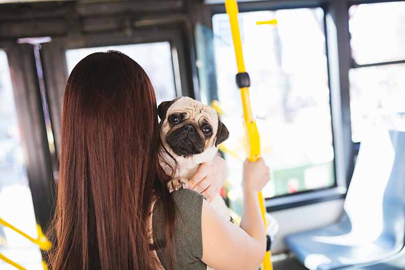 Beautiful young woman standing in city bus with her pug