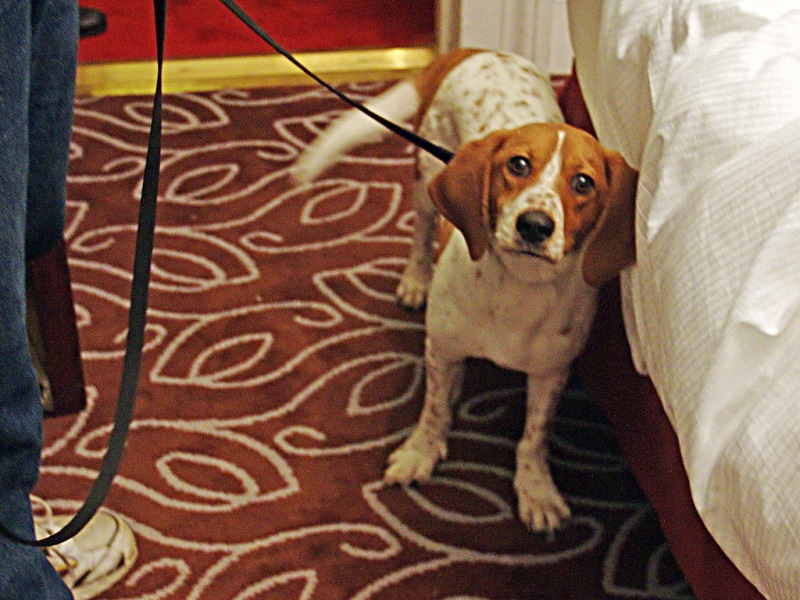 BedbugSniffingDog